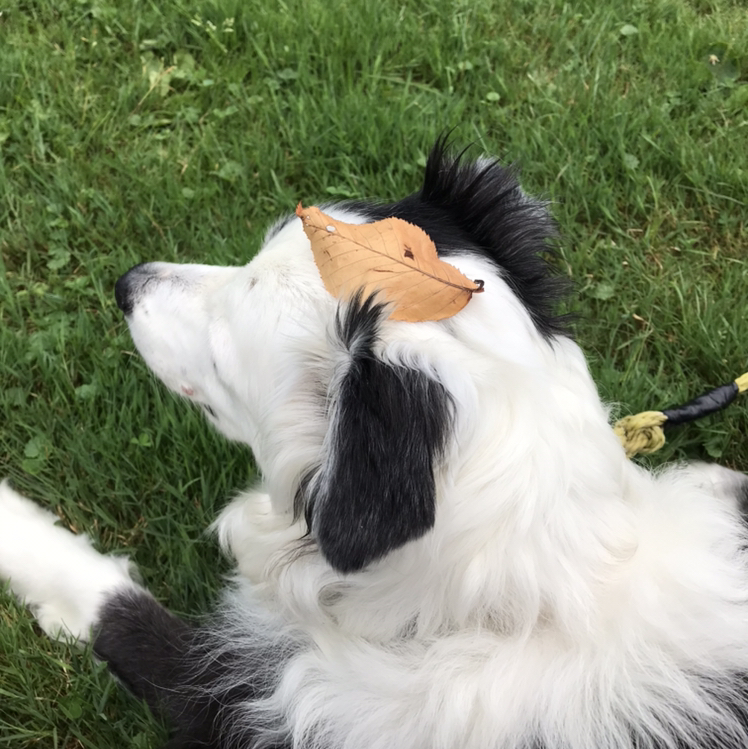 @colossalfrogs avatar