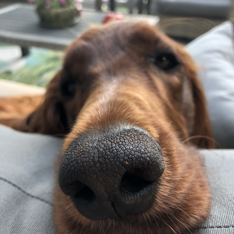 Avatar for @derekmo on Greg, the plant care app