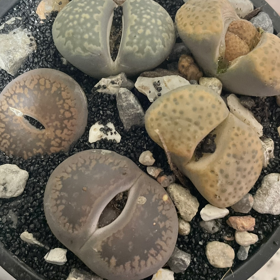 Avatar for @StockyPinetree on Greg, the plant care app