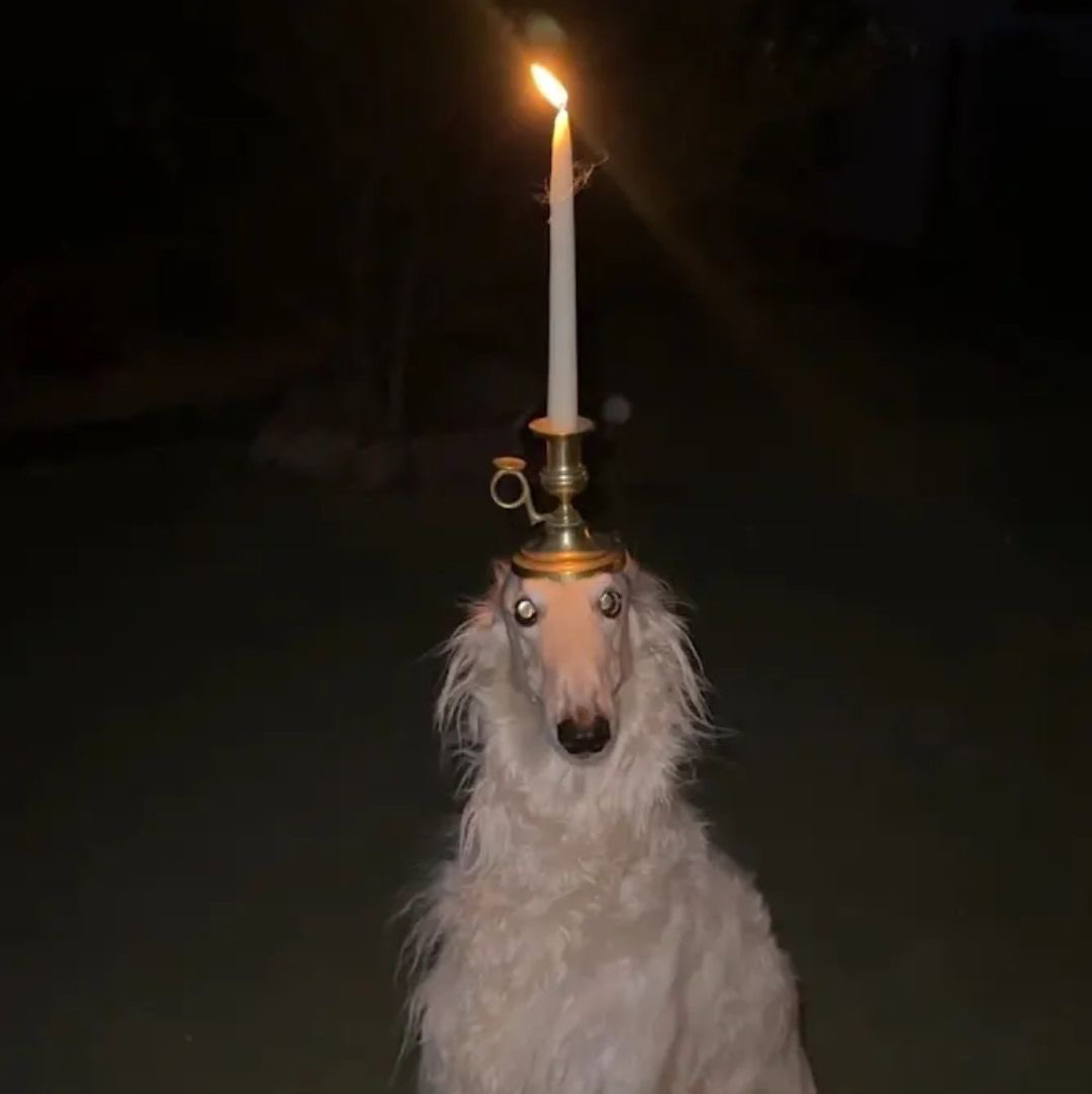 Avatar for @ramupuu on Greg, the plant care app