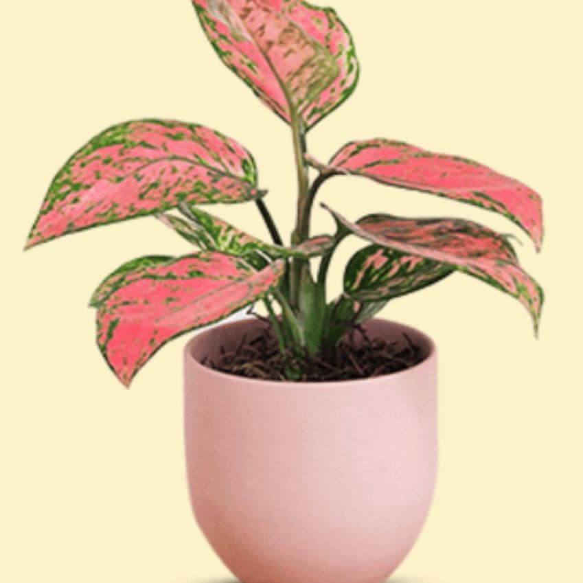Avatar for @FitRedribbons21 on Greg, the plant care app