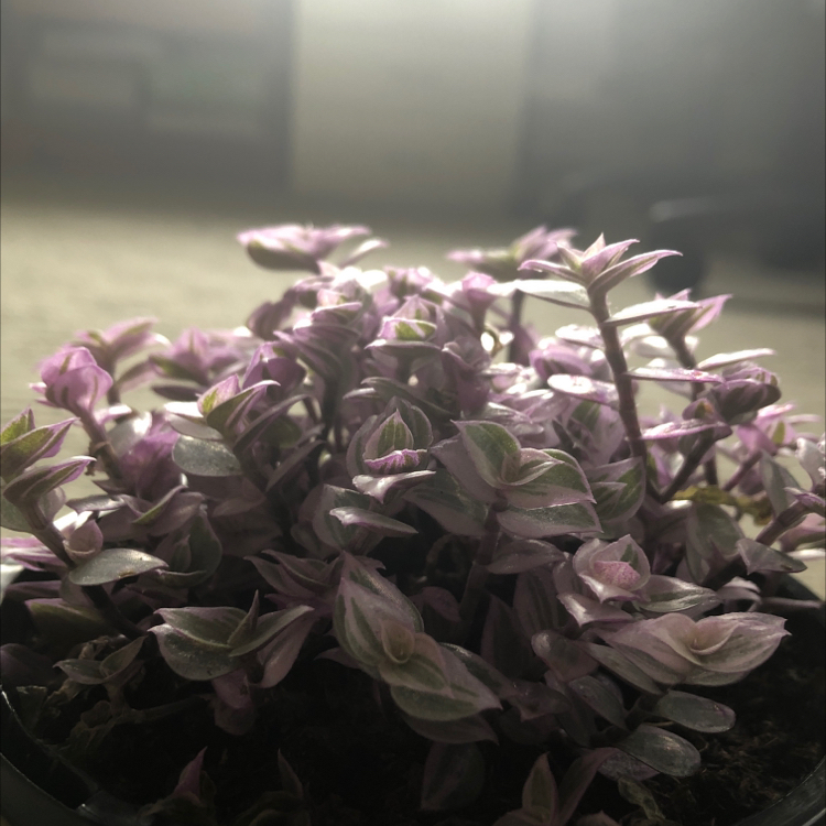 Avatar for Phoebe on Greg, the plant care app