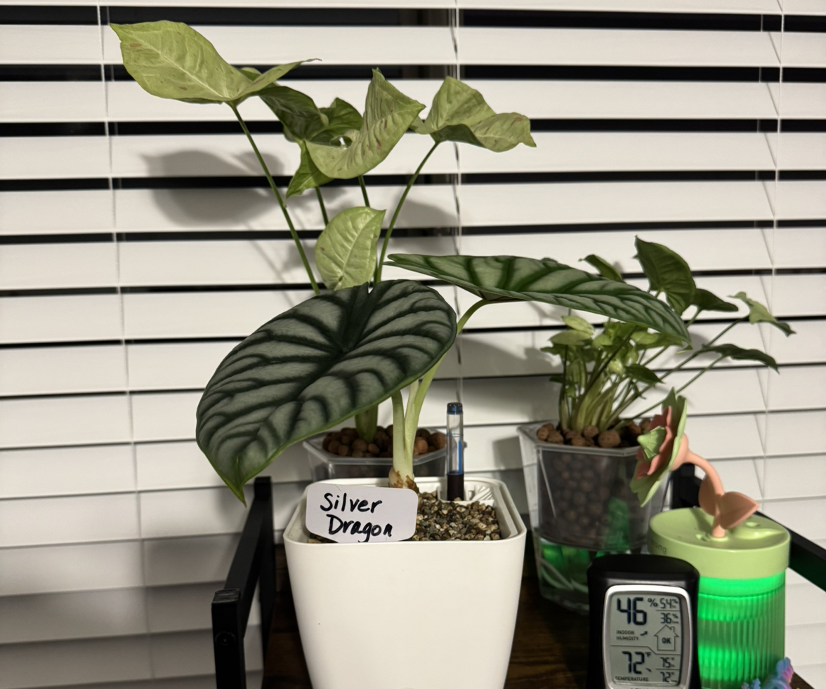 Avatar for @AffluentGinseng on Greg, the plant care app