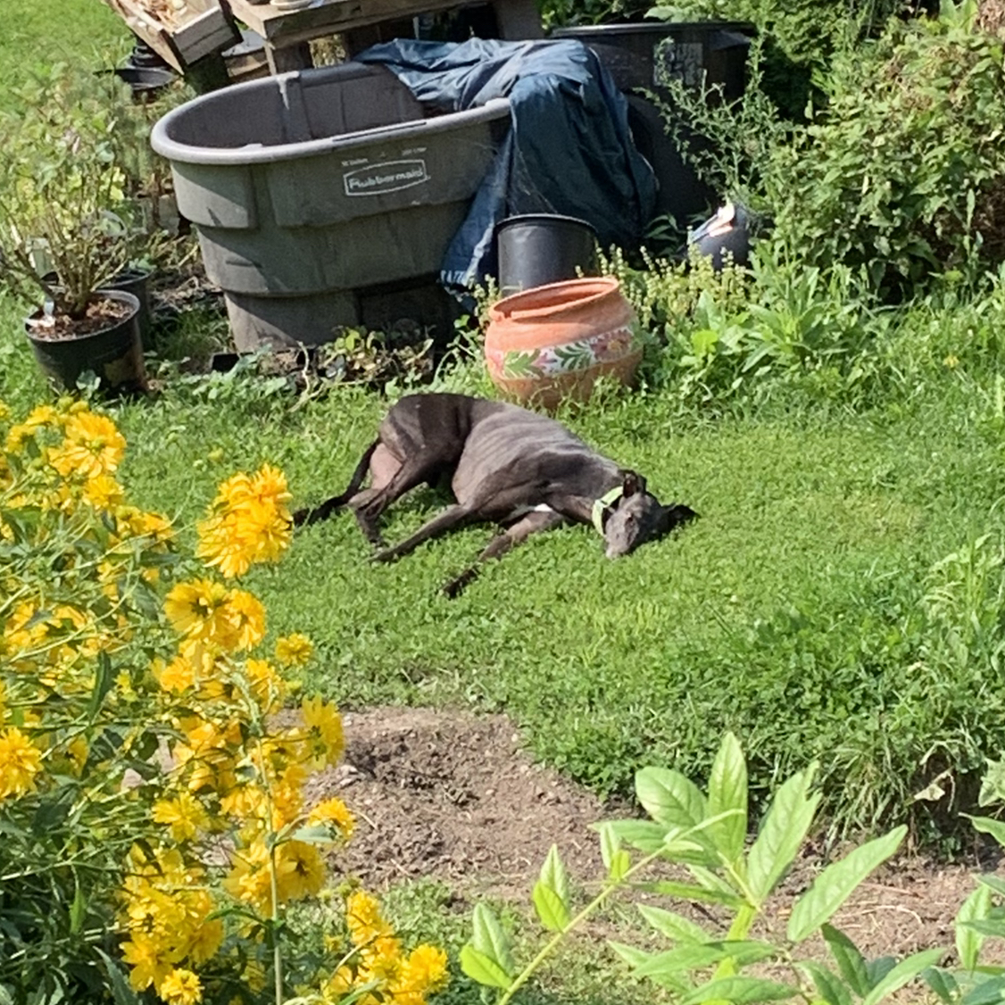 Avatar for @isb on Greg, the plant care app