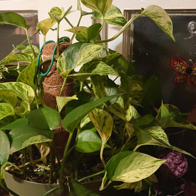 Avatar for Heidi on Greg, the plant care app