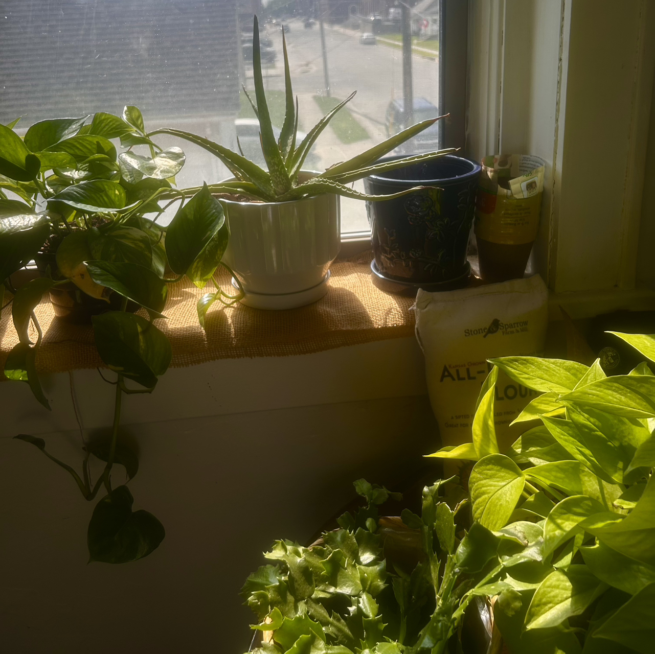 Avatar for @Todoplantas_ on Greg, the plant care app