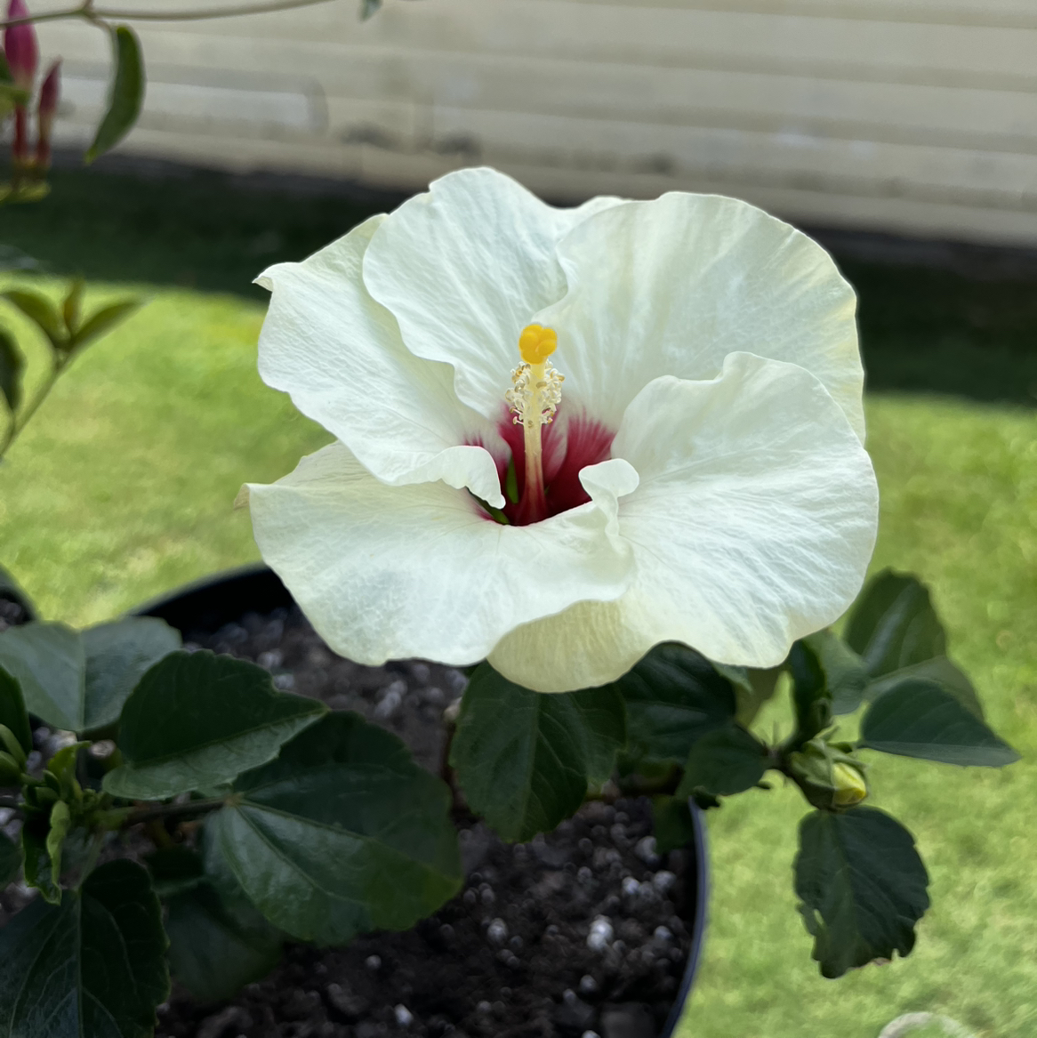 Avatar for @plantlover2112 on Greg, the plant care app