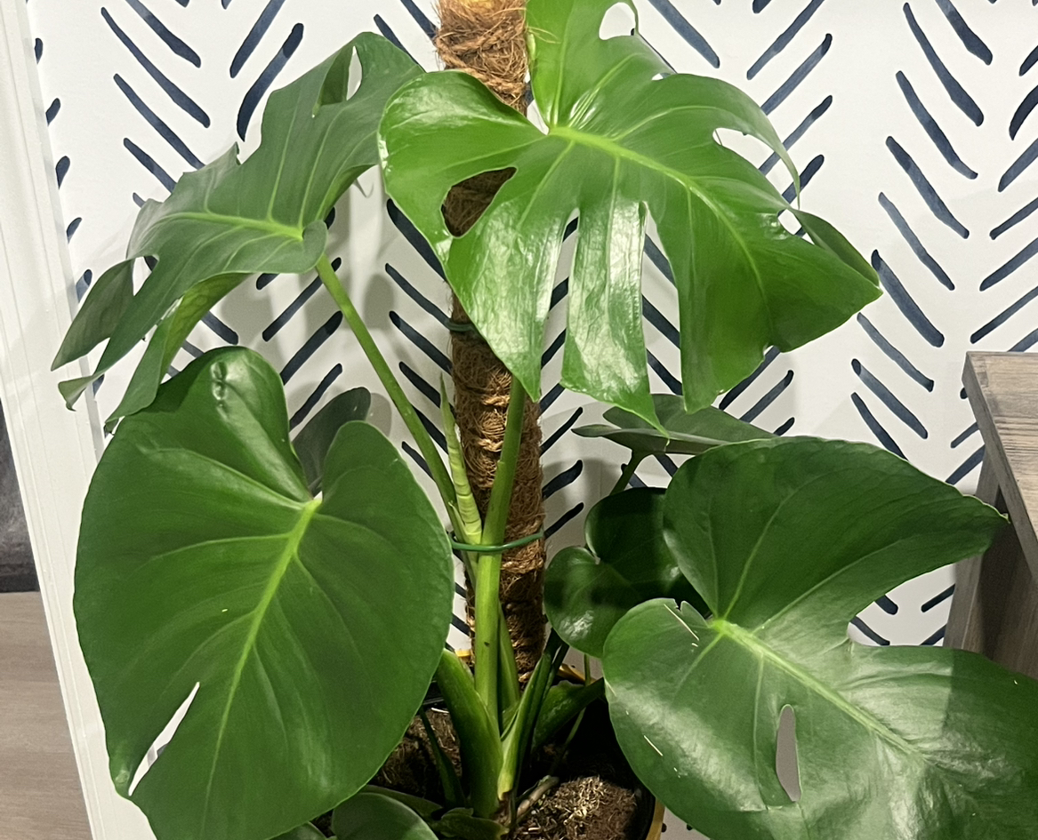 Avatar for @Thehobbiest on Greg, the plant care app