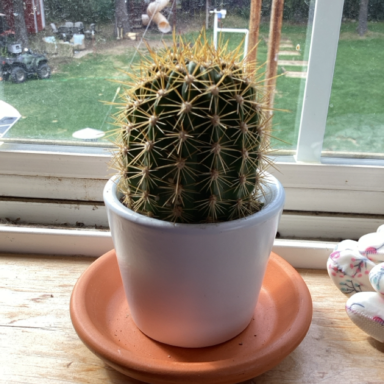 @PrickleyPete