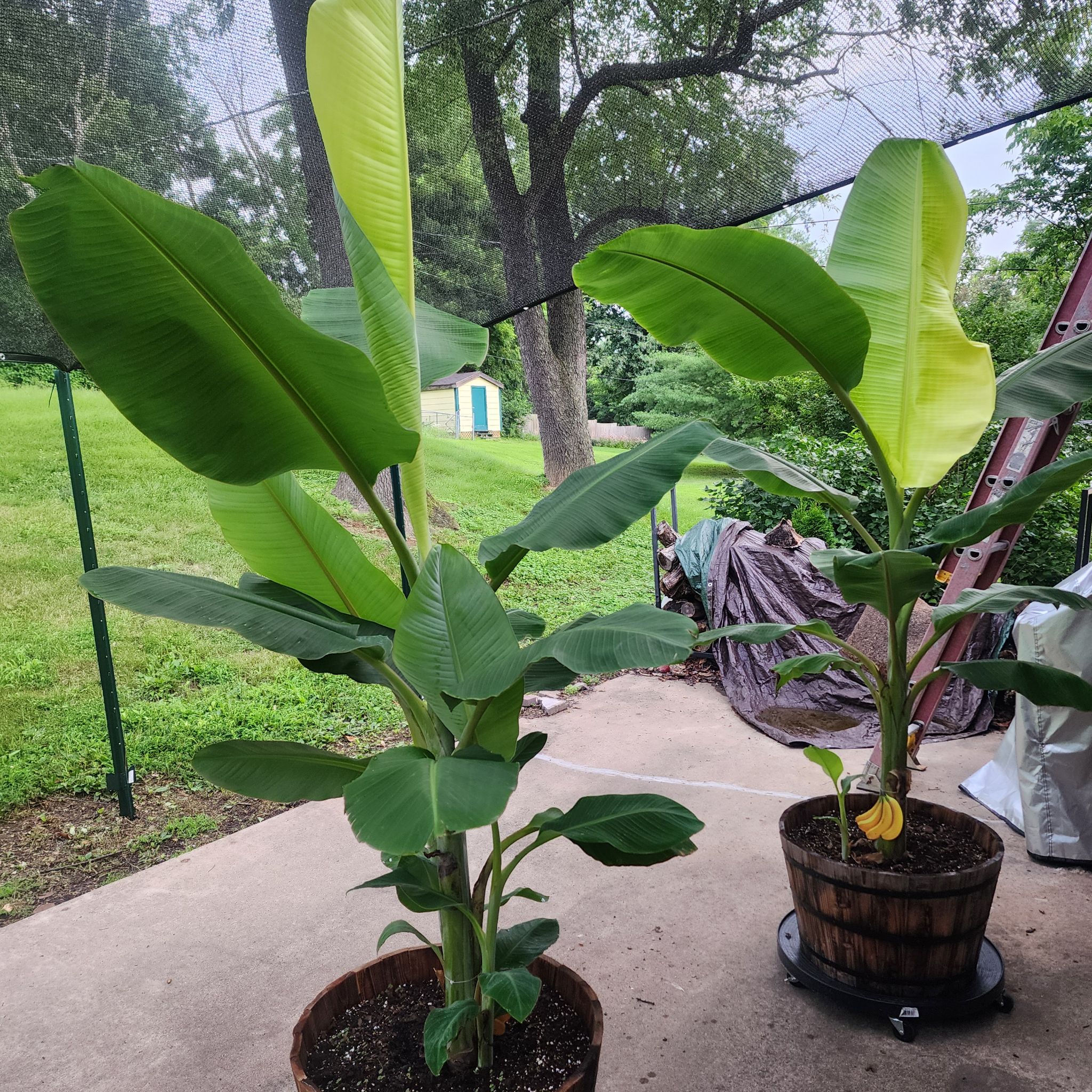 Avatar for @HolyPigfern47 on Greg, the plant care app