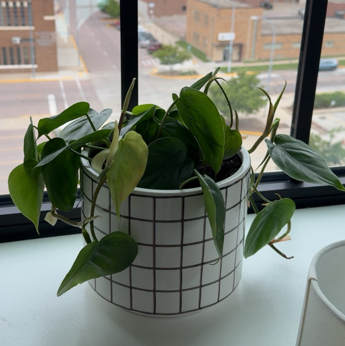 Avatar for @ryleerae on Greg, the plant care app