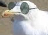 @Goosejuice12 avatar
