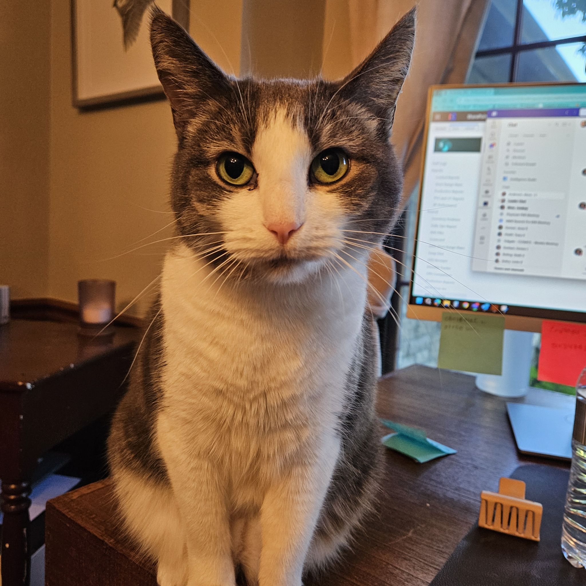 @ExactSpangletop avatar