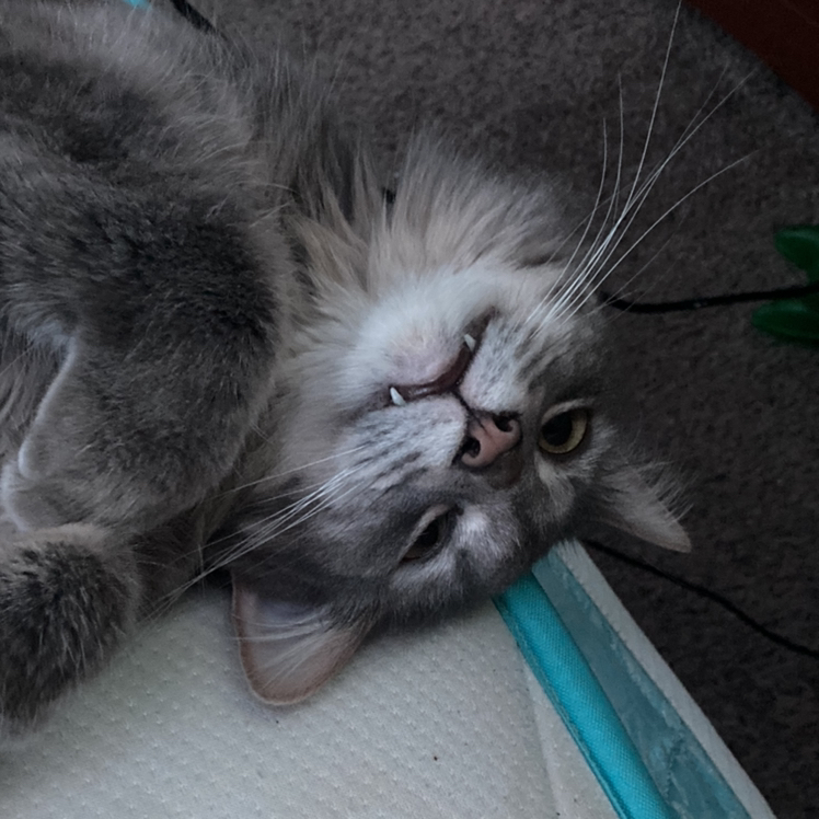 Avatar for @PrincessCami on Greg, the plant care app