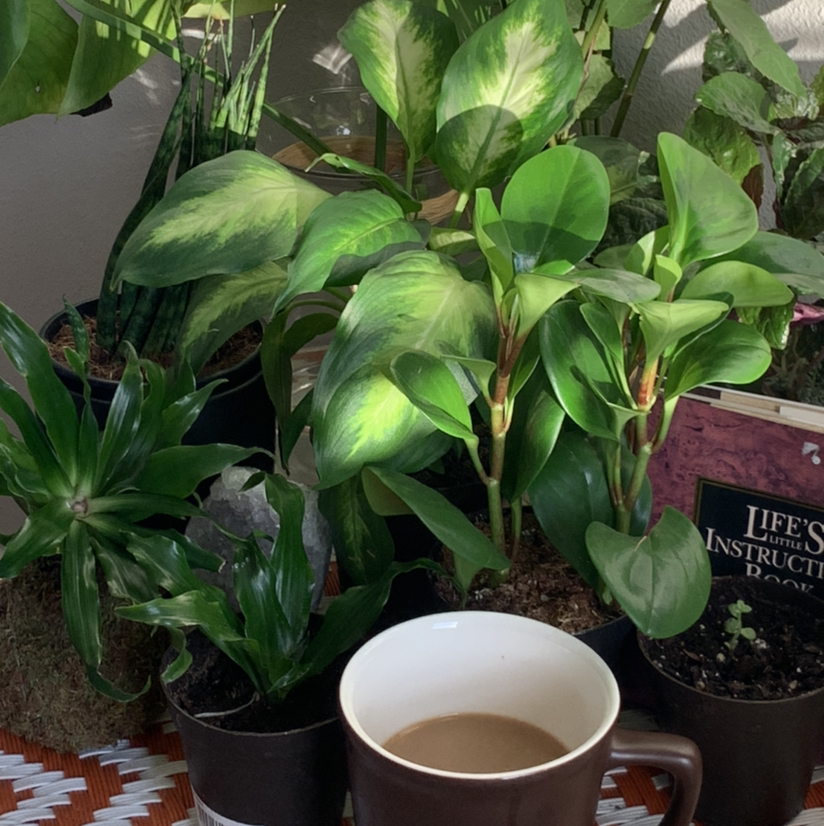 Avatar for @Bellyboo on Greg, the plant care app