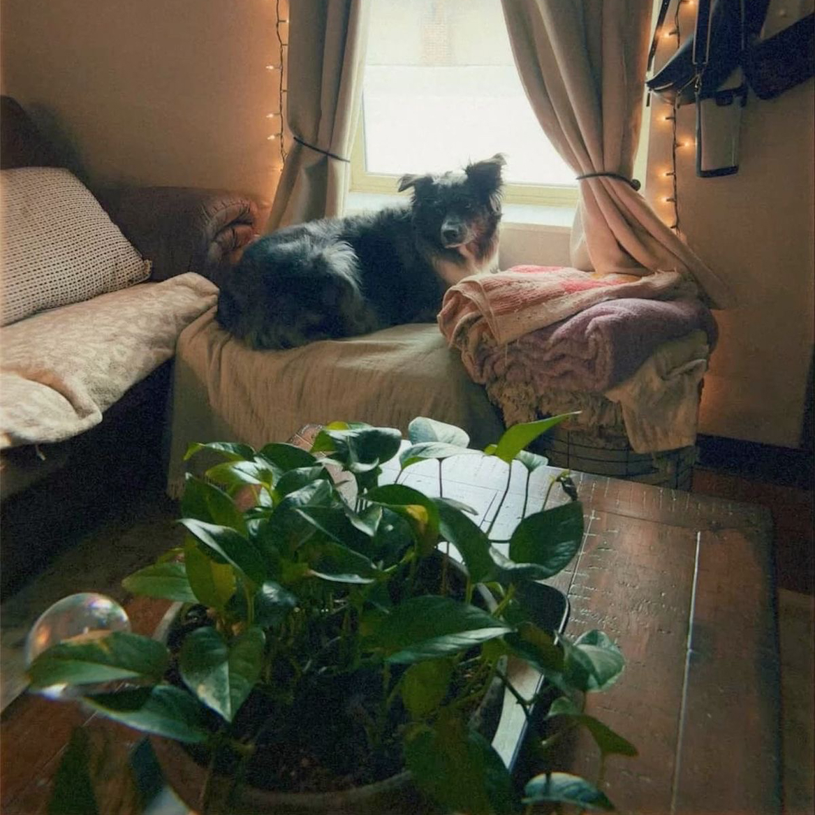 Avatar for @Ellienicole4 on Greg, the plant care app