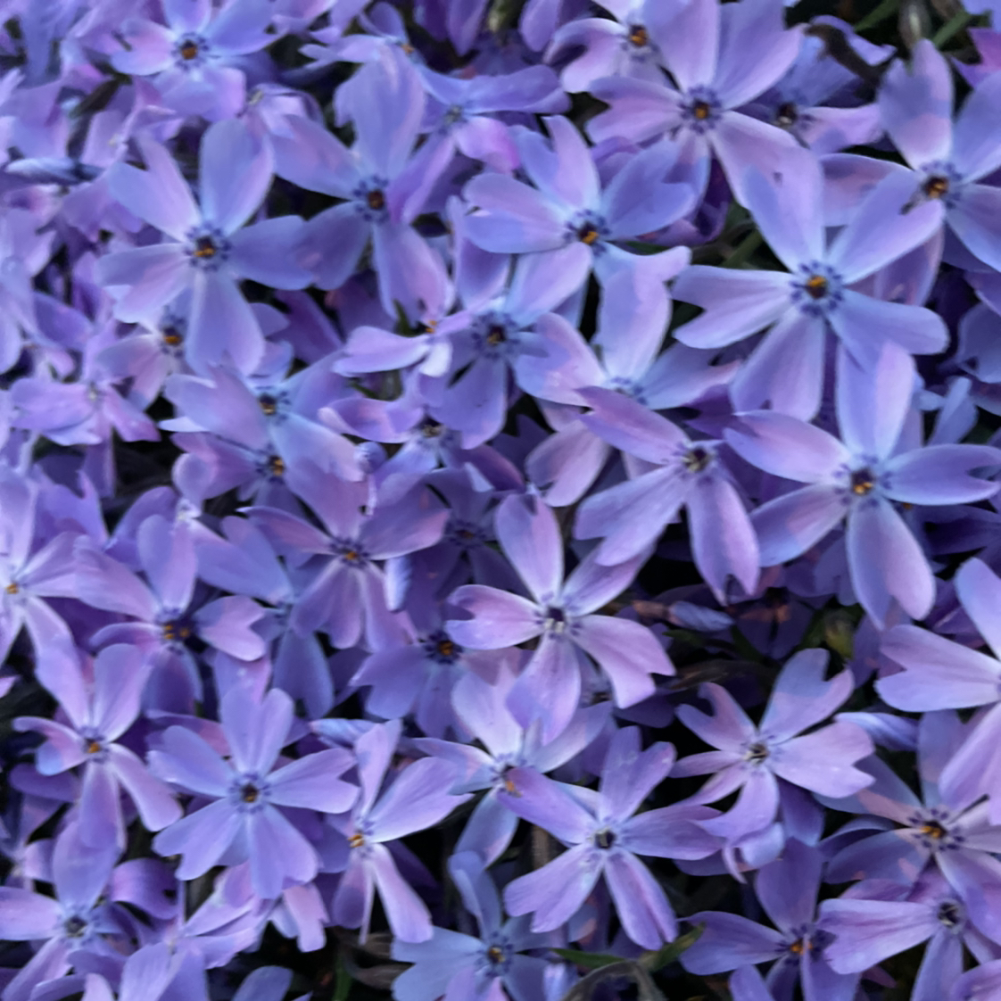 Avatar for @Ju_lie_v on Greg, the plant care app