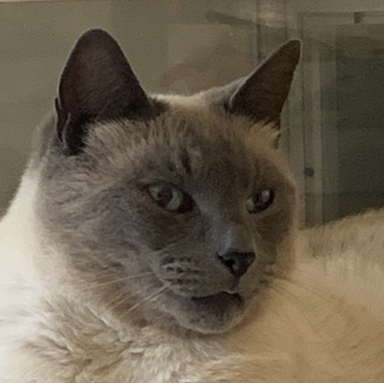Sophie avatar