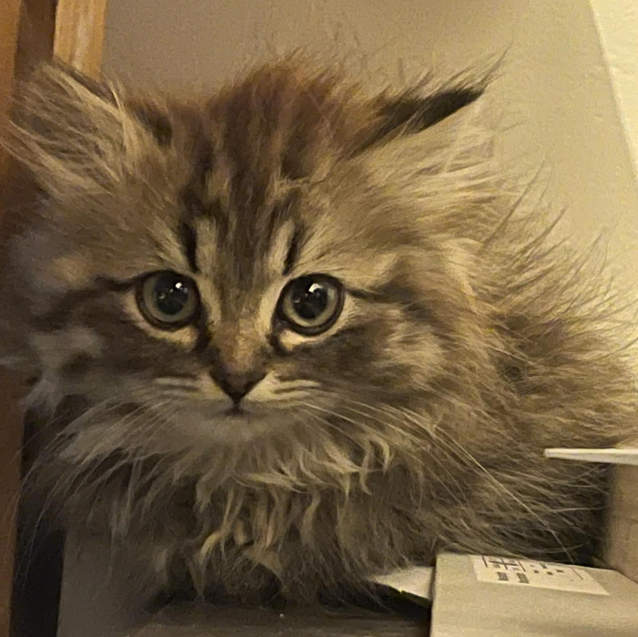 Asia avatar