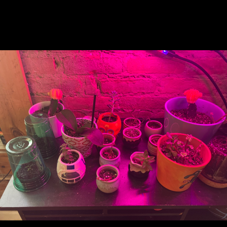 Avatar for @pdubs55 on Greg, the plant care app