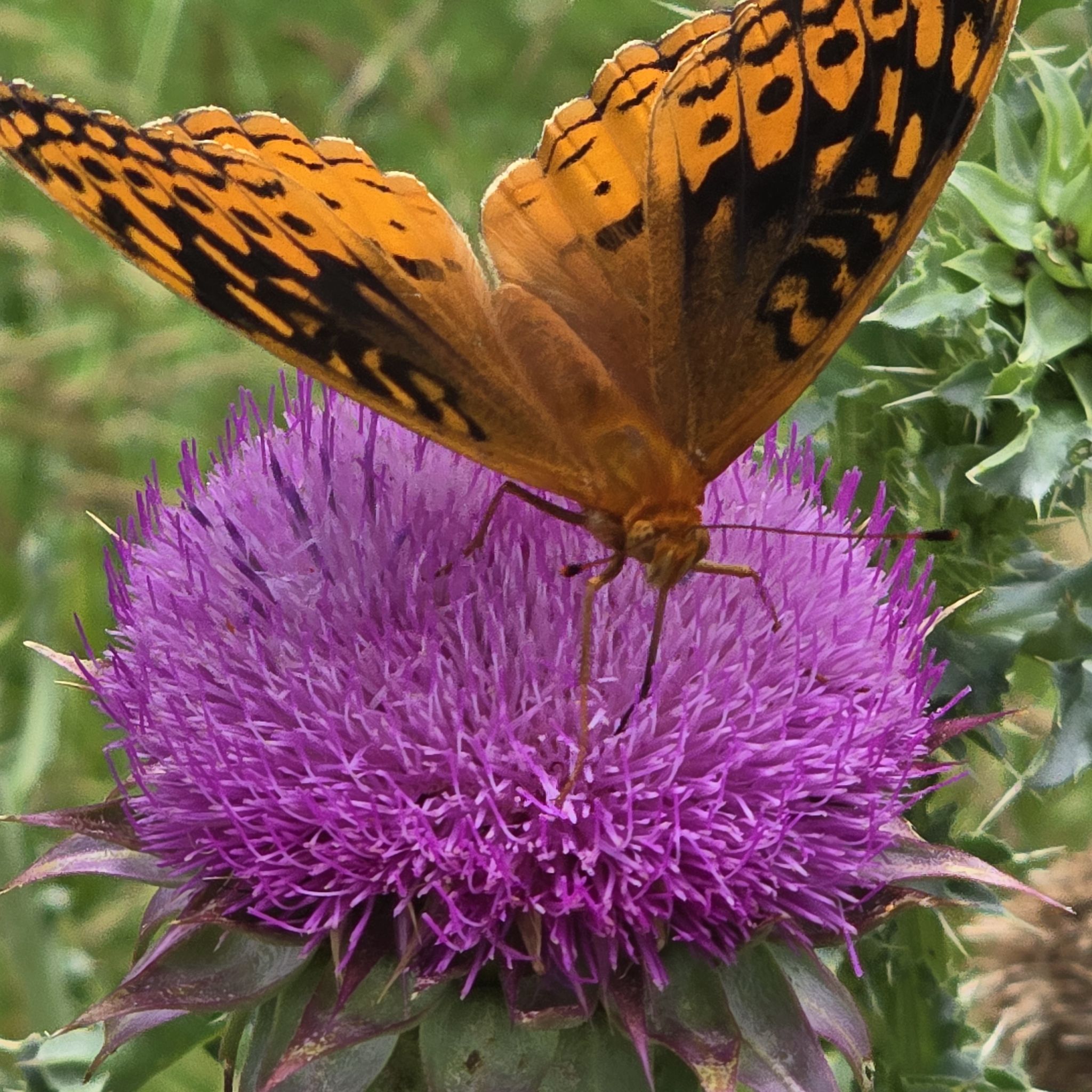 @FestiveTagetes avatar