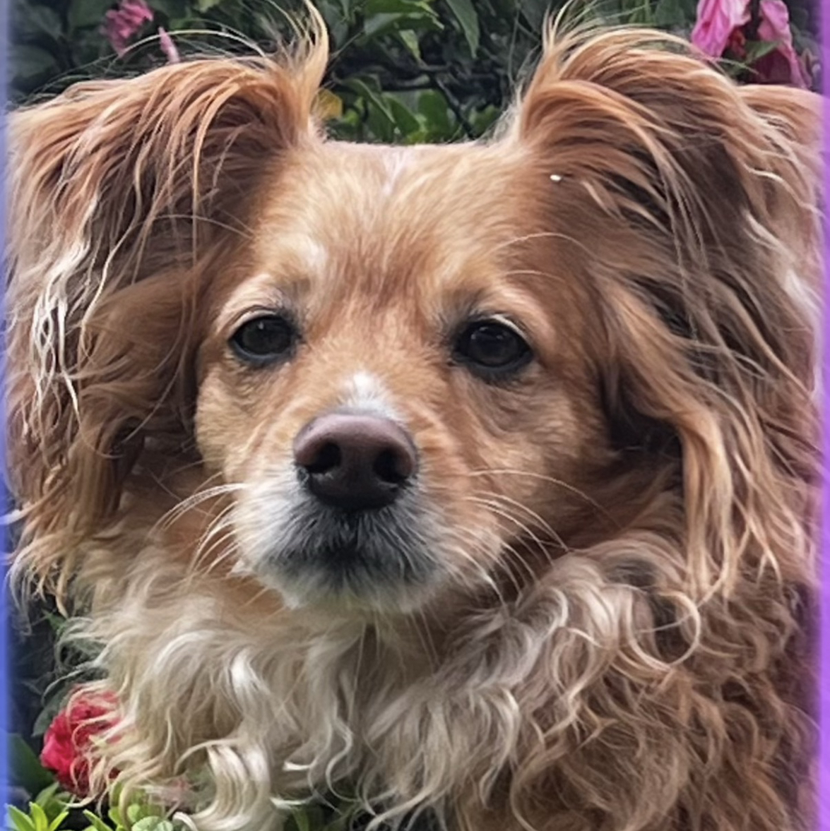 Avatar for @ActiveCapemay42 on Greg, the plant care app