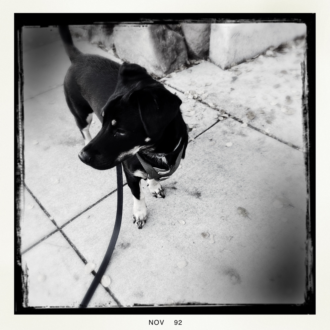 Avatar for Jessica on Greg, the plant care app