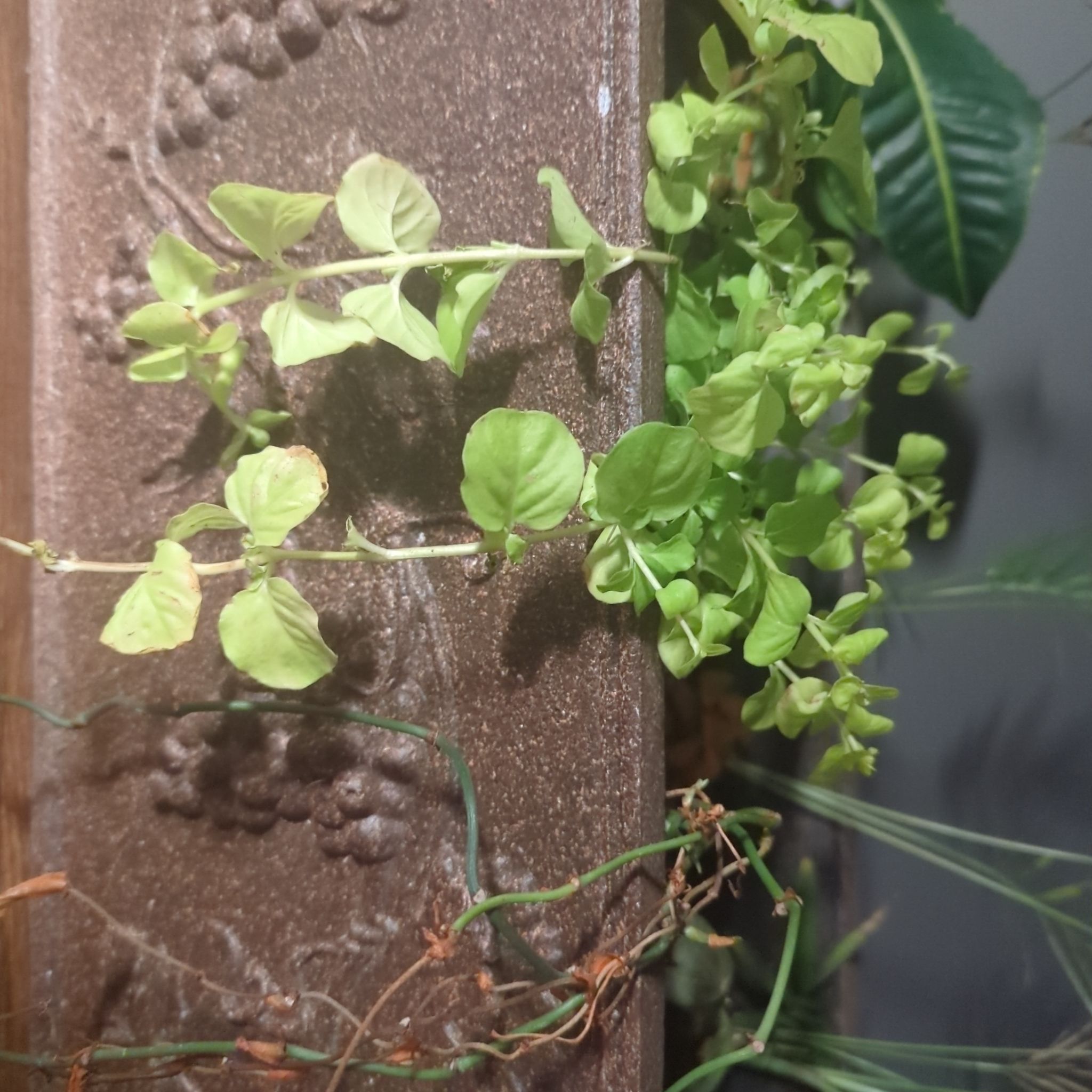 Avatar for @DynamoMaitake on Greg, the plant care app