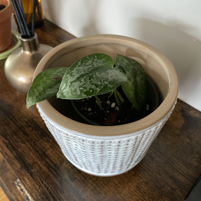 Avatar for @Hazelnault on Greg, the plant care app