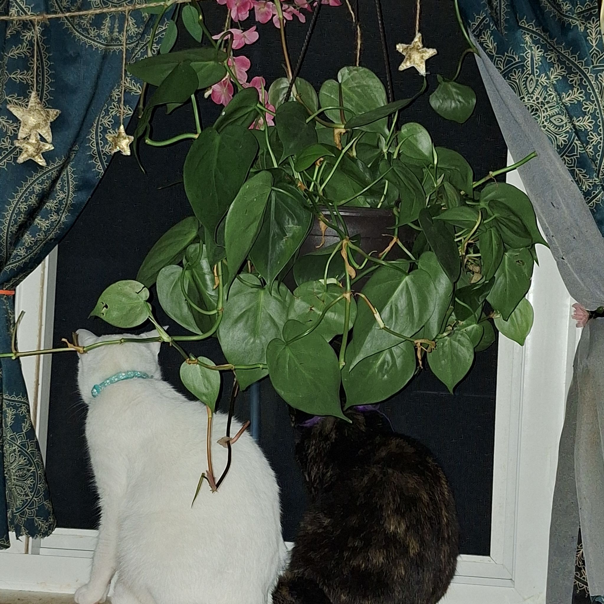 Avatar for @BatMama on Greg, the plant care app