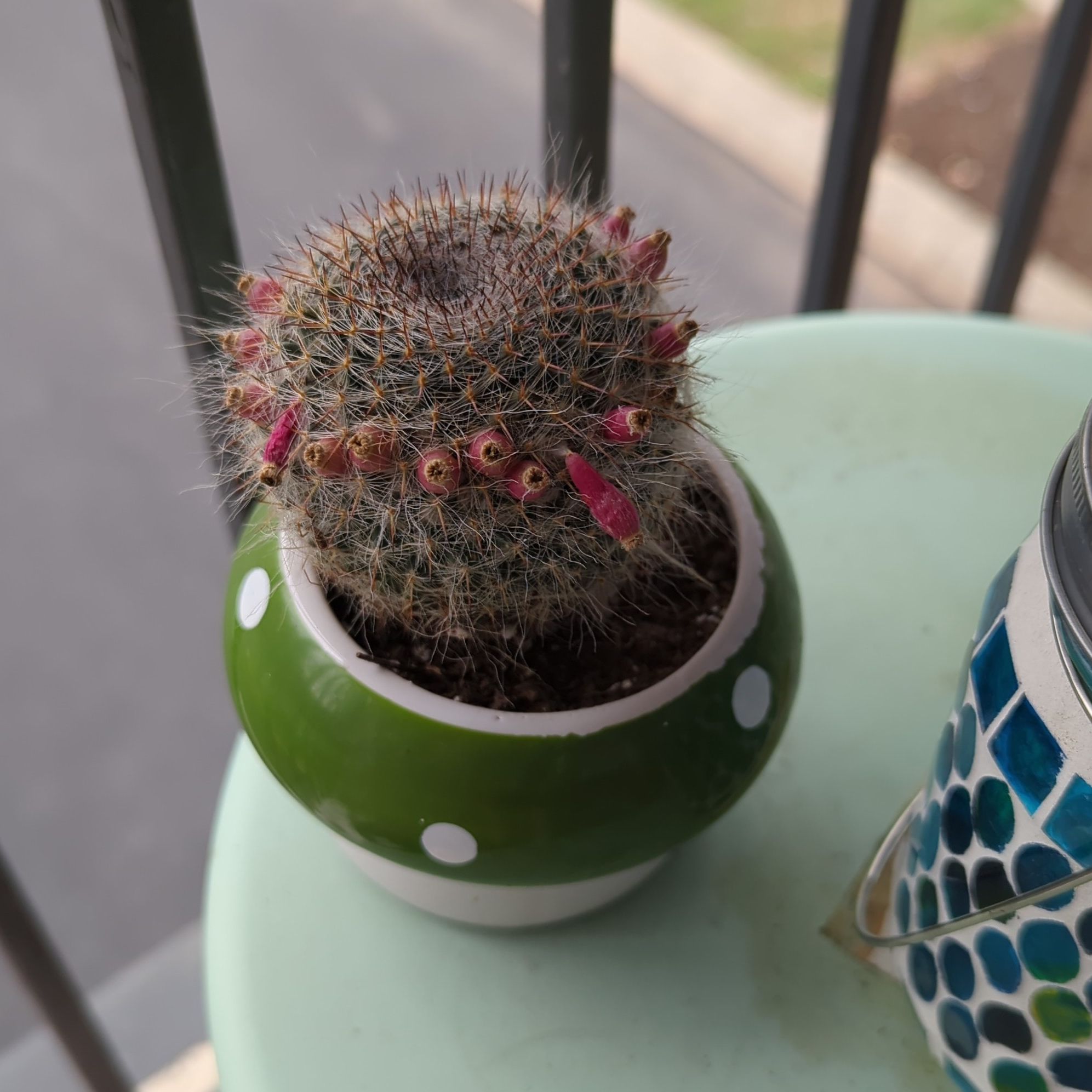@RisingCactus