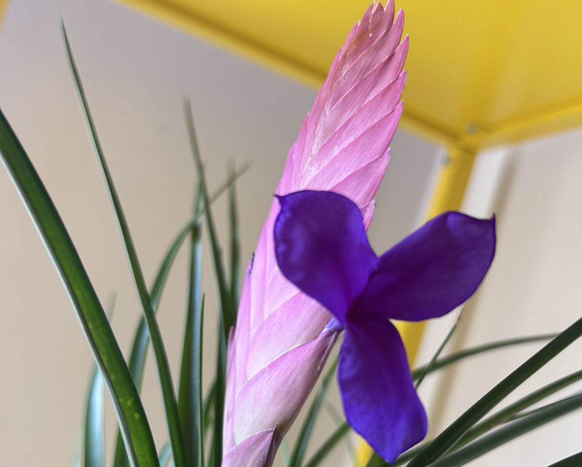 @UberSoybean61 avatar