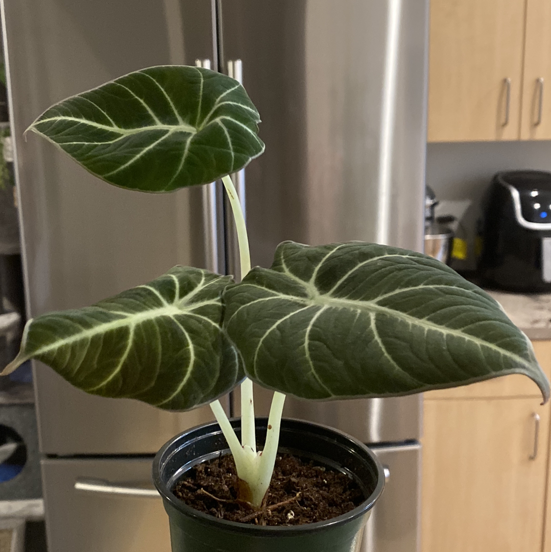Avatar for @Hayli345 on Greg, the plant care app