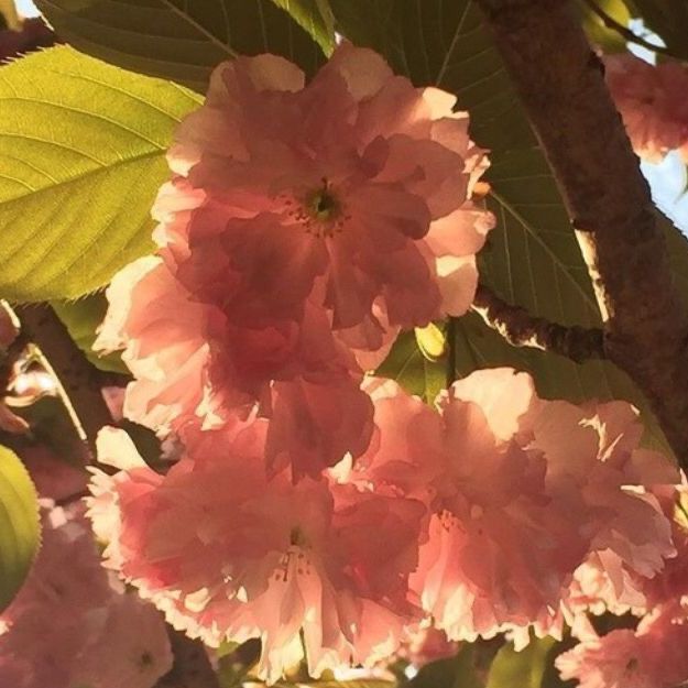 Avatar for @FreeKudulily96 on Greg, the plant care app