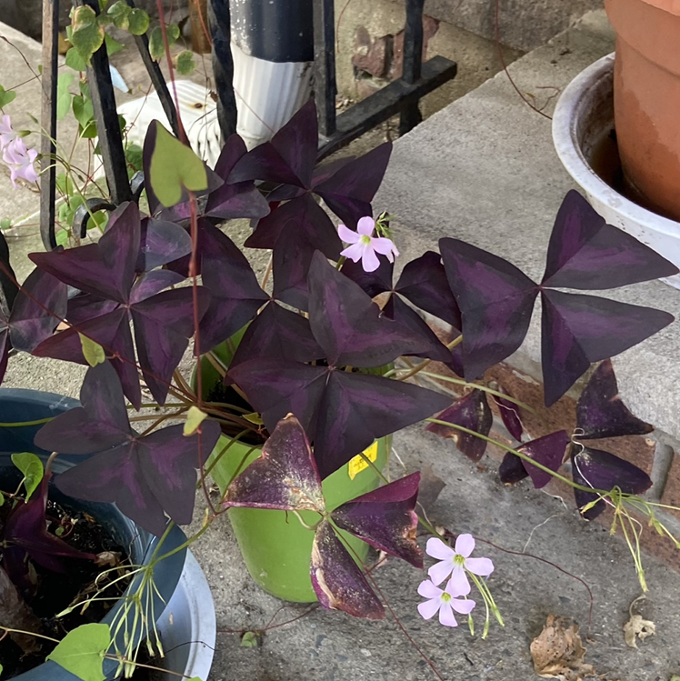 @ValzPlantitas avatar