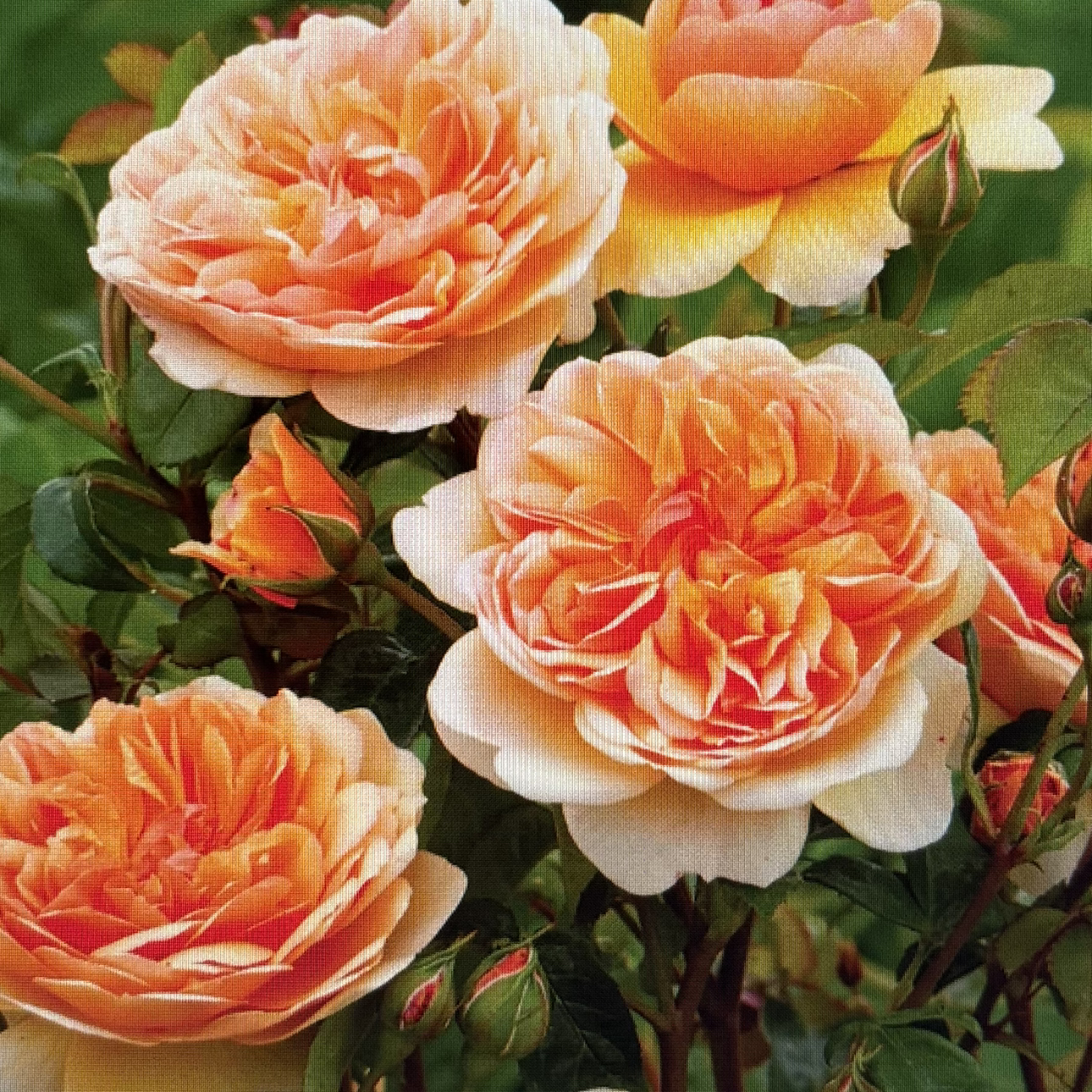 Avatar for @ethancurrie on Greg, the plant care app