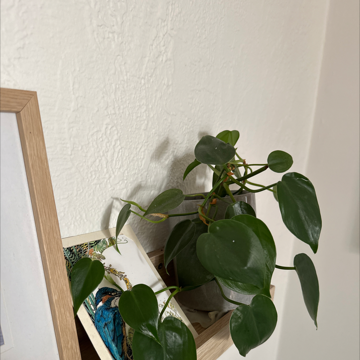 Avatar for @miamollie on Greg, the plant care app