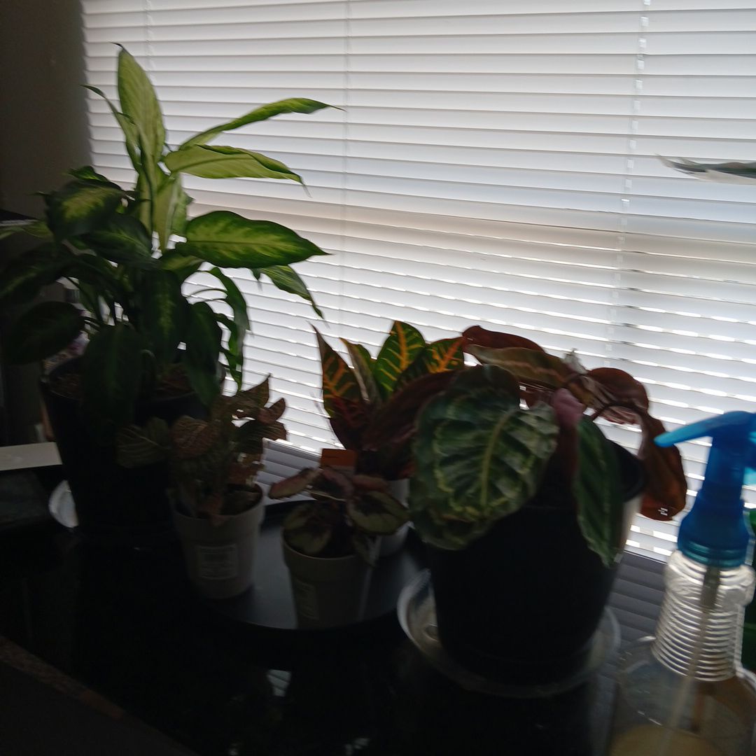 @RuggedMizuna27 avatar