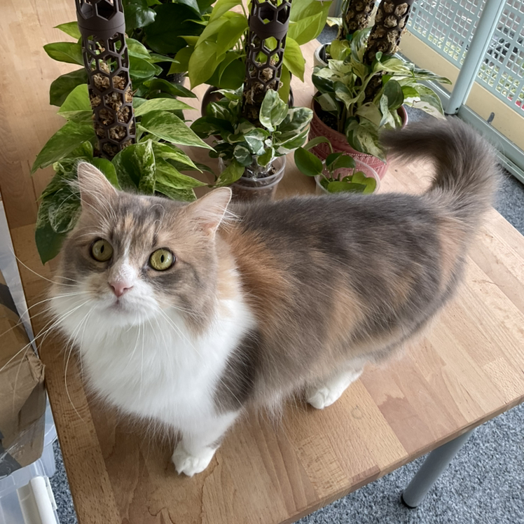 Avatar for @LovingRedvein74 on Greg, the plant care app