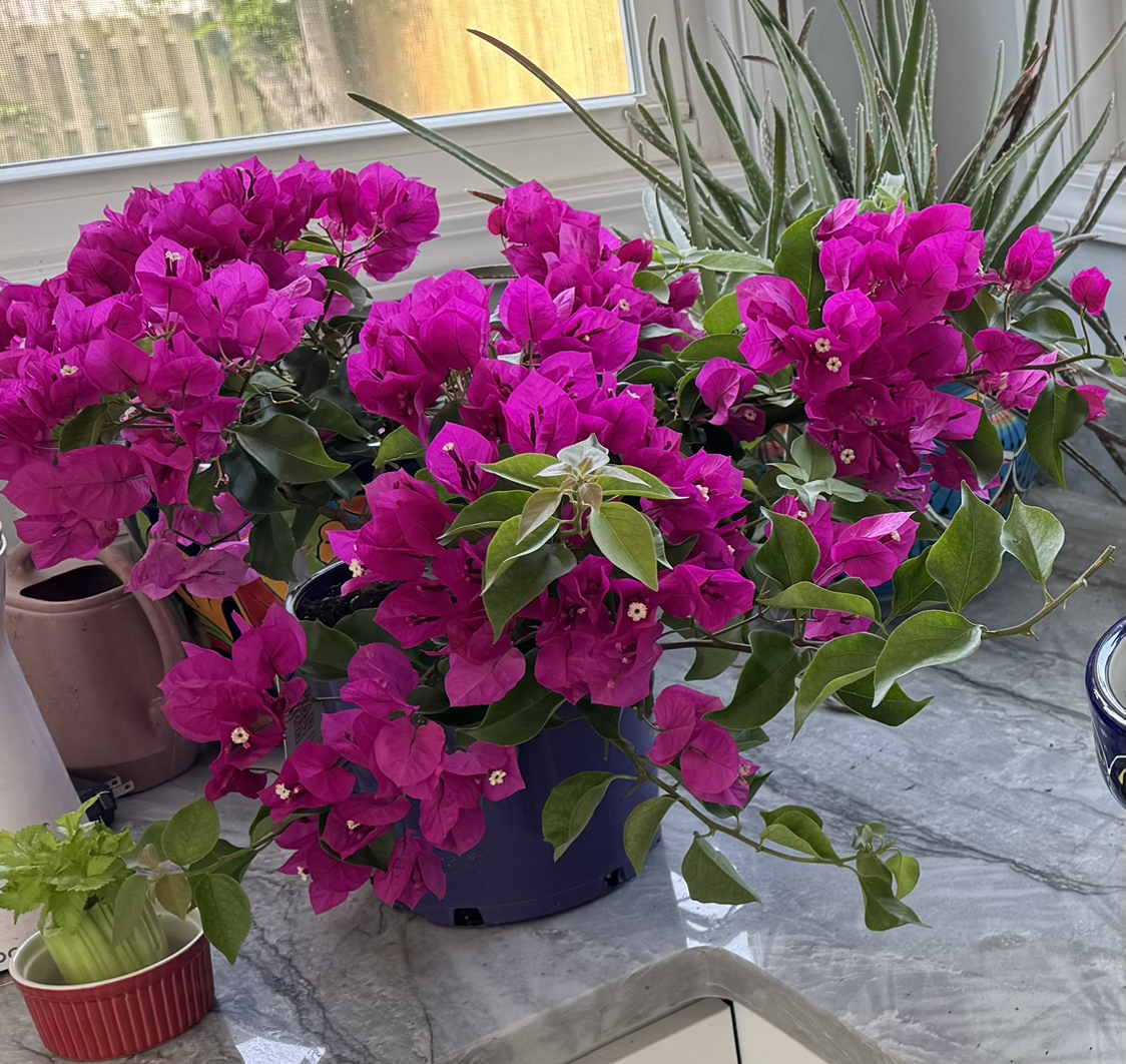 Avatar for @FlowerLove79 on Greg, the plant care app