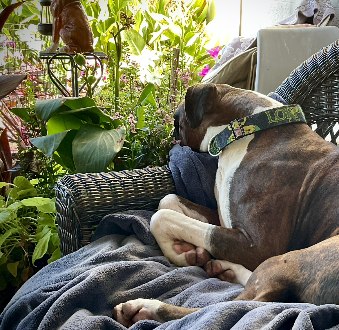 Avatar for @UberNoognug0 on Greg, the plant care app