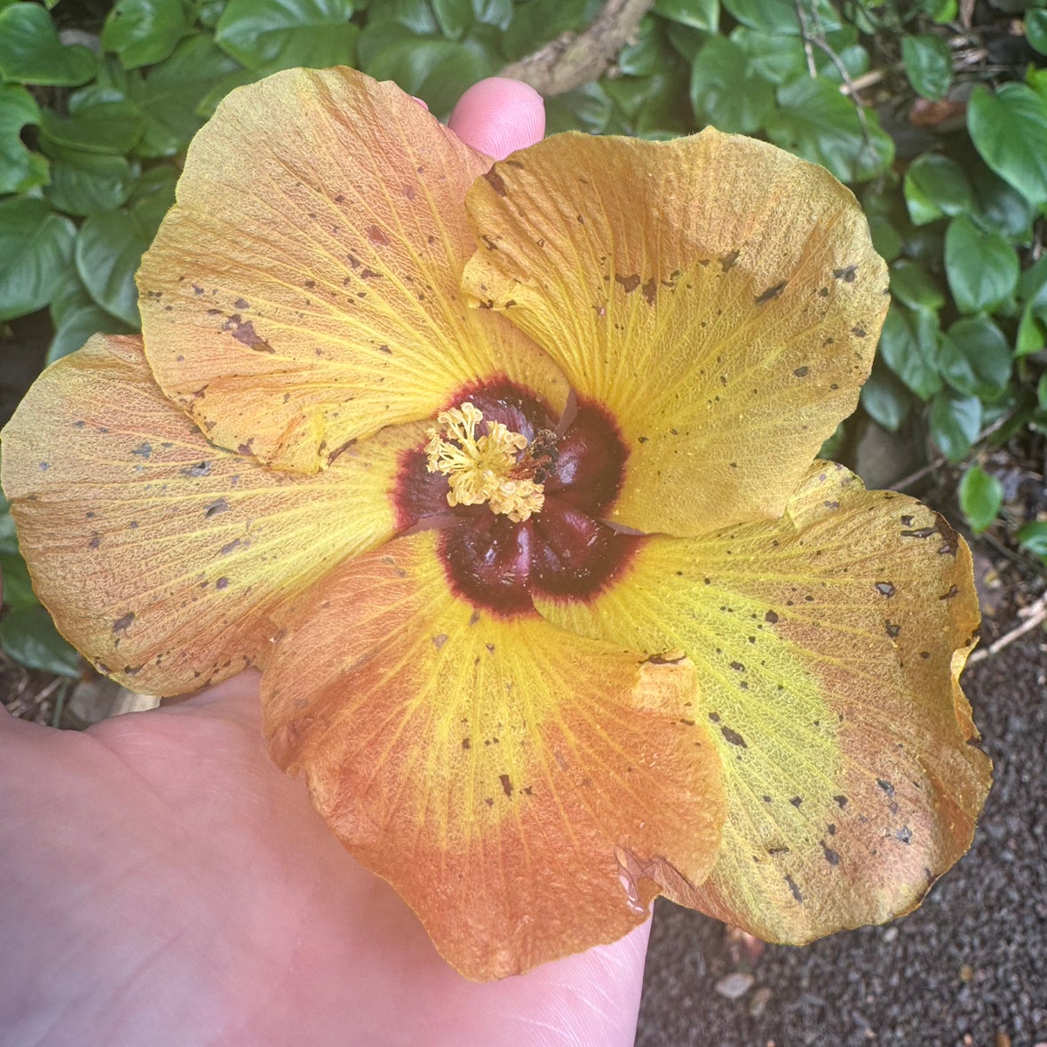 Avatar for @Lexi3576 on Greg, the plant care app