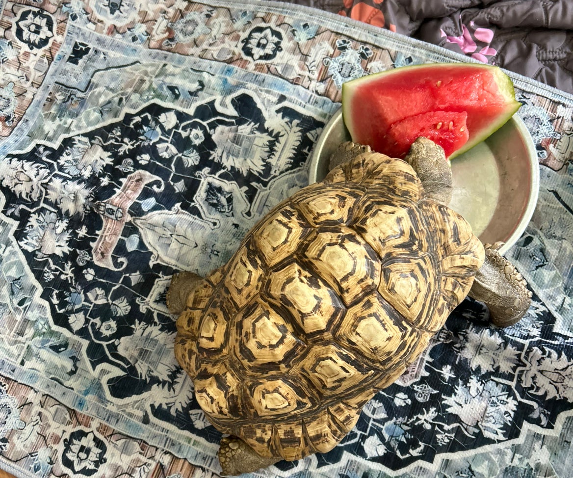 Avatar for @VitalRhubarb39 on Greg, the plant care app