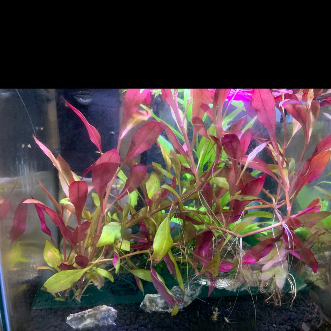 Avatar for @Jessica1234 on Greg, the plant care app