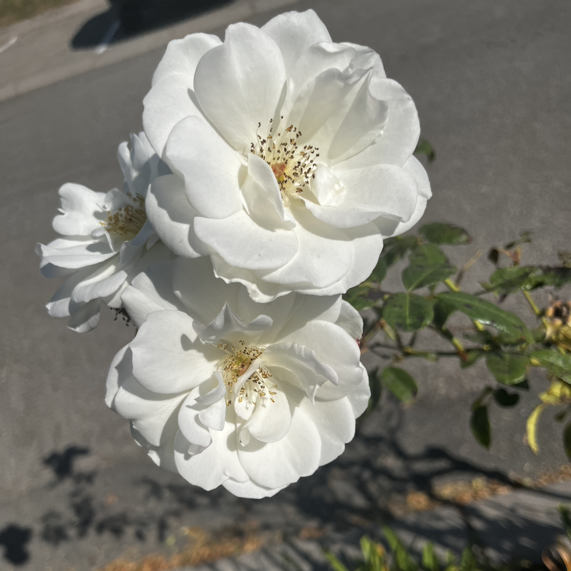 @Leafmealone31