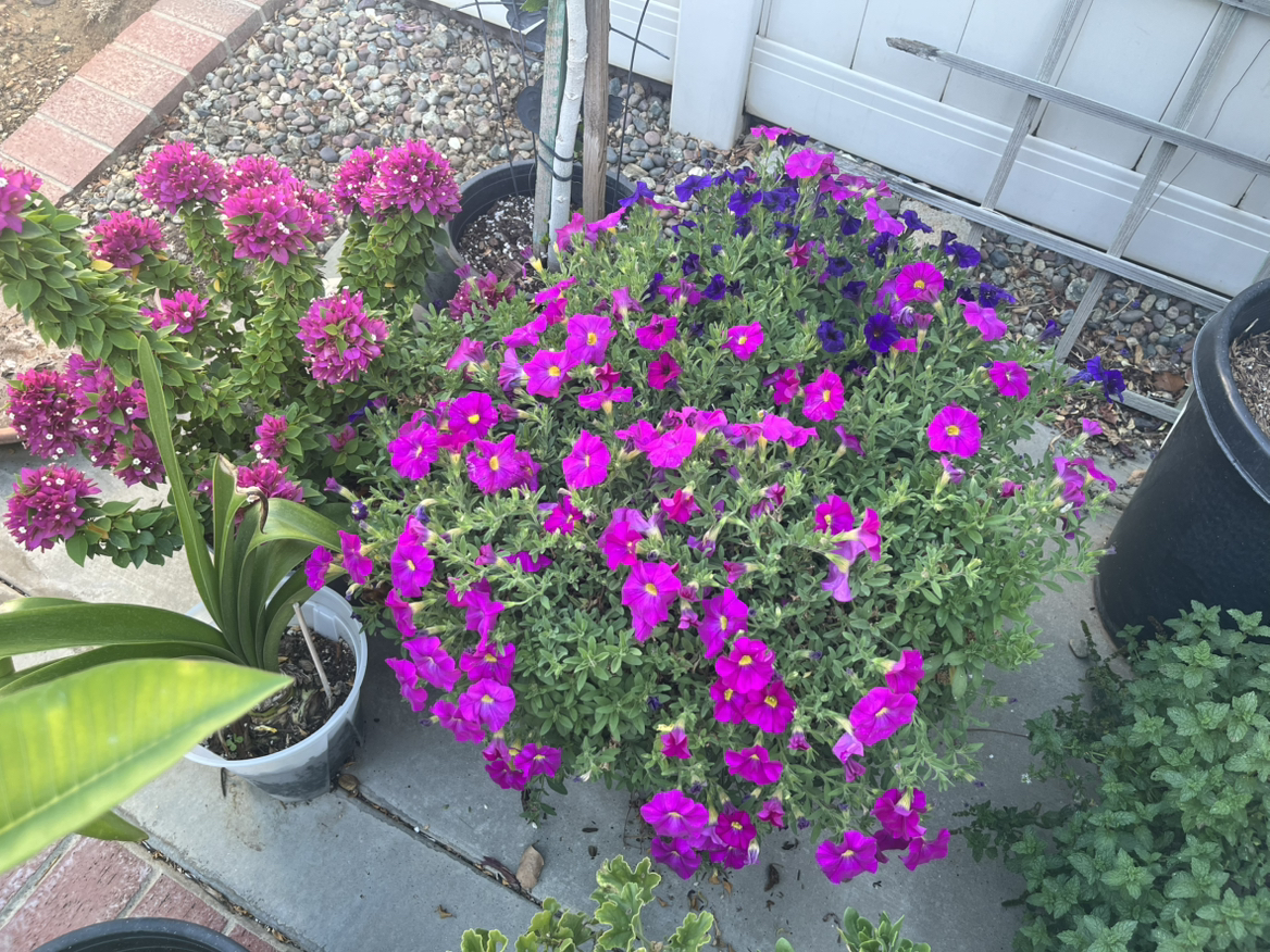 Avatar for @AvidChilli40 on Greg, the plant care app