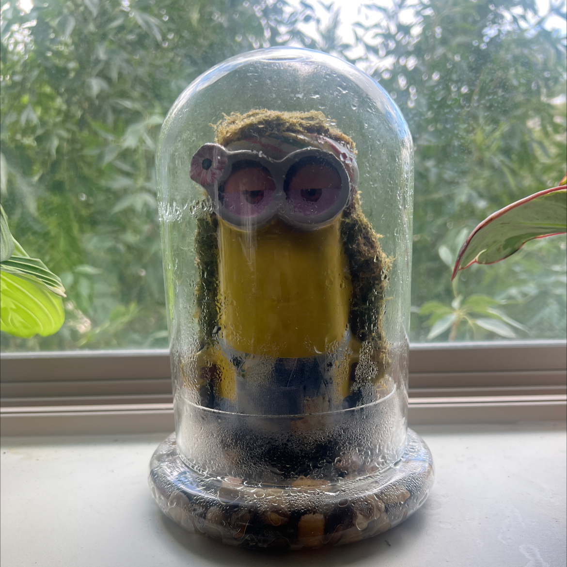 Avatar for @WatDaSucc on Greg, the plant care app