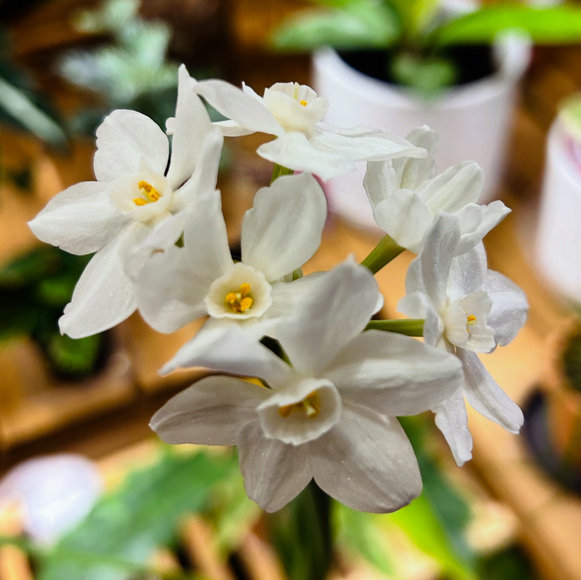 @Theoreyofplants avatar