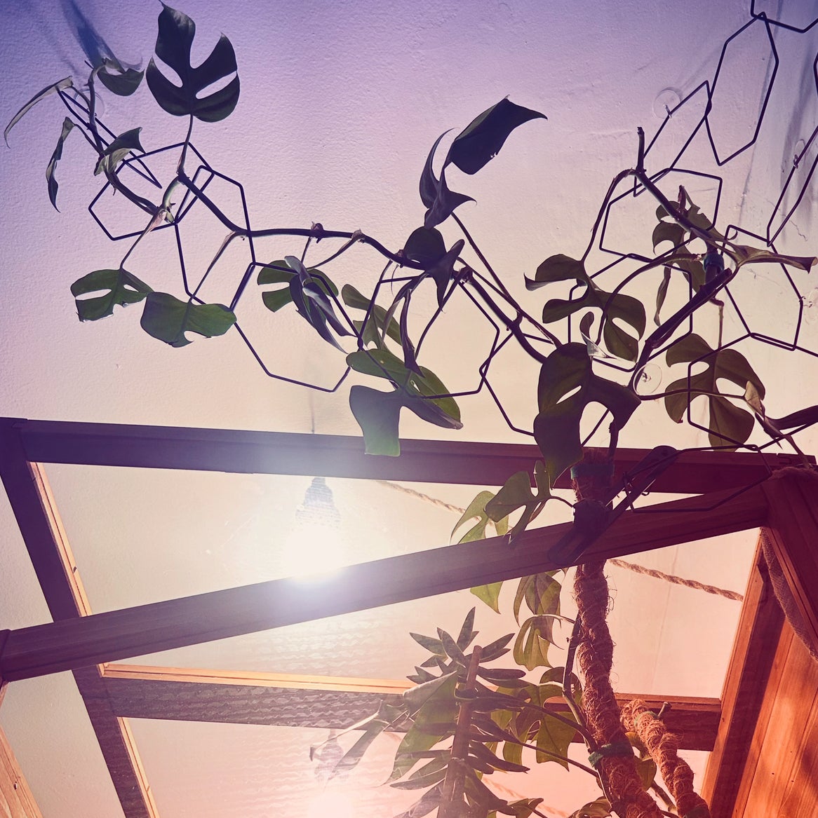 @Theoreyofplants avatar