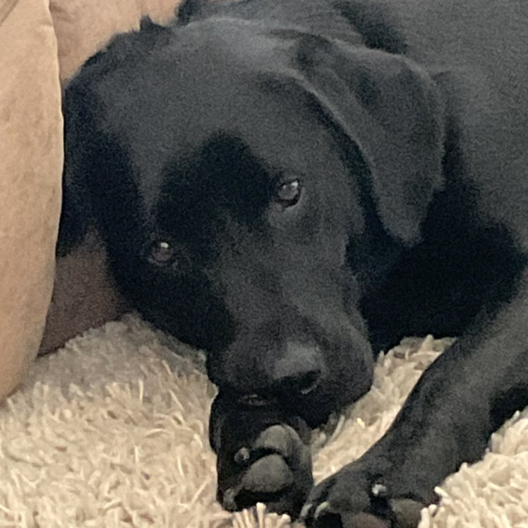 @Dogs-equal-joy avatar